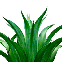 Ecoagave Bed by Ecolife
